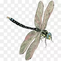 ���ѣ����棬��ɫС��������-��Ӭ-������