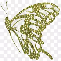 昆虫蝴蝶和飞蛾艺术字体-昆虫-空若网 昆虫蝴蝶和飞蛾艺术字体-昆虫-空若网