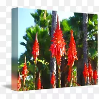 开花植物区系植物茎肉质植物芦荟-空若网 开花植物区系植物茎肉质植物芦荟-空若网