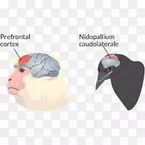 �鳤���������nidopallium��������ѧ-������