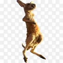 澳洲海滩度假村资讯-Reddit IFTTT-空若网 澳洲海滩度假村资讯-Reddit IFTTT-空若网