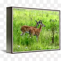 鹿、野生动物、羚羊、陆生动物-幼鹿-空若网 鹿、野生动物、羚羊、陆生动物-幼鹿-空若网