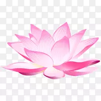 ��ź�ۺ컨���ֽ-����PNG������-������