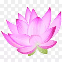 Nelumbo nucifera�ɻ�������-��ۺ����ؼ�����-������