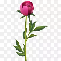 牡丹剪贴画-牡丹PNG剪贴画形象-空若网 牡丹剪贴画-牡丹PNG剪贴画形象-空若网