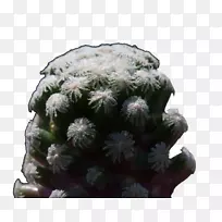 香梨花盆草莓刺猬仙人掌室内植物仙人掌-空若网 香梨花盆草莓刺猬仙人掌室内植物仙人掌-空若网