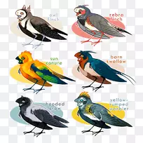 喙雀动物羽毛-空若网 喙雀动物羽毛-空若网