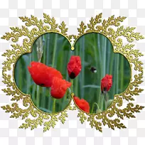 郁金香静物摄影花卉设计-郁金香-空若网 郁金香静物摄影花卉设计-郁金香-空若网