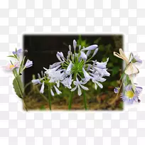 ����ֲ��Ұ��ֲ��.˿ӡ-������