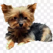 约克郡猎犬,澳大利亚丝状猎犬,诺维奇猎犬,莫基-小狗-空若网 约克郡猎犬,澳大利亚丝状猎犬,诺维奇猎犬,莫基-小狗-空若网