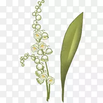 �ٺϿ���ֲ�ﾥֲ��-ɽ�Ȱٺ�-������