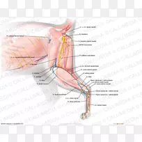 指神经肌肉血管神经系统手臂-空若网 指神经肌肉血管神经系统手臂-空若网