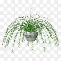 插画png图片花盆叶草.盆栽树-空若网 插画png图片花盆叶草.盆栽树-空若网