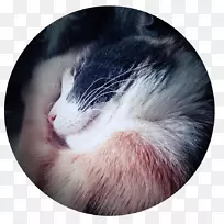 须,雪貂,毛皮,鼻子,近身雪貂-空若网 须,雪貂,毛皮,鼻子,近身雪貂-空若网