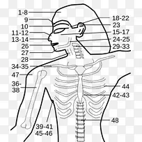 Edwin Smith纸莎草,古埃及专著医学-埃及牧师-空若网 Edwin Smith纸莎草,古埃及专著医学-埃及牧师-空若网