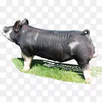 伯克希尔-猪鼻子养殖场-空若网 伯克希尔-猪鼻子养殖场-空若网