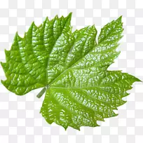 叶葡萄叶剪贴画电脑图标-叶-空若网 叶葡萄叶剪贴画电脑图标-叶-空若网