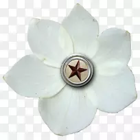 开花植物.亚麻花-空若网 开花植物.亚麻花-空若网