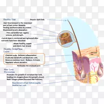 营养毛囊食物营养.头发-空若网 营养毛囊食物营养.头发-空若网