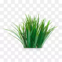 Ó°ÏñÉãÓ°Ë®×å¹ÝÏã¸ù²Ý.Ïã¸ù²Ý-¿ÕÈôÍø Ó°ÏñÉãÓ°Ë®×å¹ÝÏã¸ù²Ý.Ïã¸ù²Ý-¿ÕÈôÍø