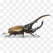 大力神甲虫犀牛甲虫图像摄影-甲虫-空若网 大力神甲虫犀牛甲虫图像摄影-甲虫-空若网