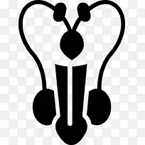 男性生殖系统剪贴画-空若网 男性生殖系统剪贴画-空若网