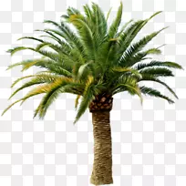 棕榈树透明剪贴画png图片树-空若网 棕榈树透明剪贴画png图片树-空若网