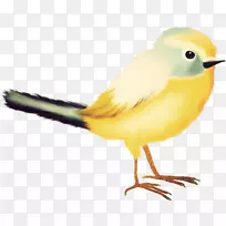 喙羽动物群尾羽-空若网 喙羽动物群尾羽-空若网