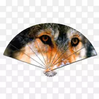 灰狼猫动物鼻子谚语-猫-空若网 灰狼猫动物鼻子谚语-猫-空若网