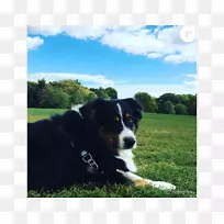 犬种伯恩塞山犬,大瑞士山犬,阿彭泽勒,森亨德-空若网 犬种伯恩塞山犬,大瑞士山犬,阿彭泽勒,森亨德-空若网