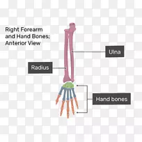 手指解剖腕骨手-手-空若网 手指解剖腕骨手-手-空若网