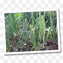 甜草植物茎茴香种子-空若网 甜草植物茎茴香种子-空若网