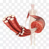 骨骼肌系统肌细胞人体骨骼-空若网 骨骼肌系统肌细胞人体骨骼-空若网