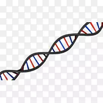 DNA科学核酸双螺旋体照相-dna-dna Vetor-空若网 DNA科学核酸双螺旋体照相-dna-dna Vetor-空若网
