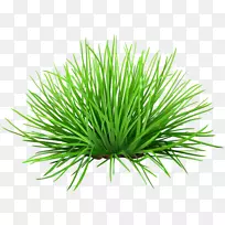 人造花塑料剪贴画.柚子-空若网 人造花塑料剪贴画.柚子-空若网