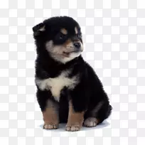 ��Ȯ�������ǹ�ʿ��Ĵ�����ţȮ�����޿�����ʿ�Ƽ�-С��-������