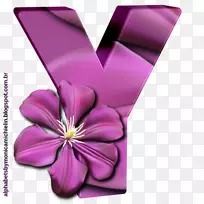 花瓣切花植物开花植物字母表y-空若网 花瓣切花植物开花植物字母表y-空若网