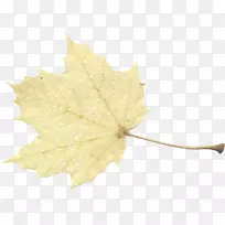 枫叶桌面壁纸图片博客-叶-空若网 枫叶桌面壁纸图片博客-叶-空若网