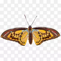 帝王蝶蛾若虫-棕色蝴蝶PNG剪贴画图像-空若网 帝王蝶蛾若虫-棕色蝴蝶PNG剪贴画图像-空若网