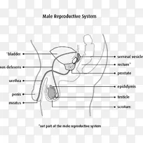 女性生殖系统阴囊-空若网 女性生殖系统阴囊-空若网