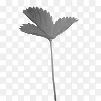 ��ݮ���͵���Ҷ-��ɫ��ݮҶ-������