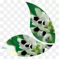 ������ĵ�����ֲ��ũҵ�϶��������-������