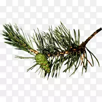 松树博客圣诞剪贴画-空若网 松树博客圣诞剪贴画-空若网