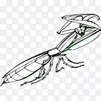 昆虫剪贴画欧洲螳螂-空若网 昆虫剪贴画欧洲螳螂-空若网