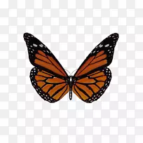 蝶-空若网 蝶-空若网