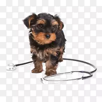 约克郡小猎犬-空若网 约克郡小猎犬-空若网