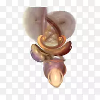 车身首饰.红色漩涡-空若网 车身首饰.红色漩涡-空若网