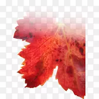 南基塔,南澳大利亚葡萄酒Shiraz Flurieu半岛雷斯林-葡萄酒叶-空若网 南基塔,南澳大利亚葡萄酒Shiraz Flurieu半岛雷斯林-葡萄酒叶-空若网