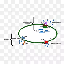 纽卡斯尔对麦草芽孢杆菌、抗生素、氨基酸的群体感应-空若网 纽卡斯尔对麦草芽孢杆菌、抗生素、氨基酸的群体感应-空若网