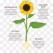 ��ͨ�������л����տ�԰-������